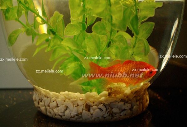臥室魚(yú)缸風(fēng)水學(xué)宜忌_魚(yú)缸風(fēng)水學(xué)
