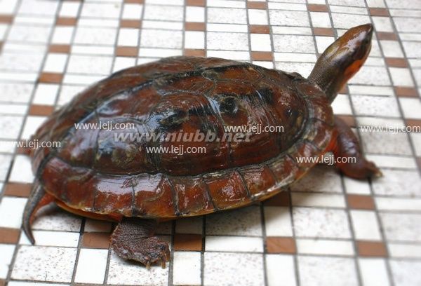 海南金錢(qián)龜圖片大全_海南金錢(qián)龜怎么樣_海南金錢(qián)龜圖片