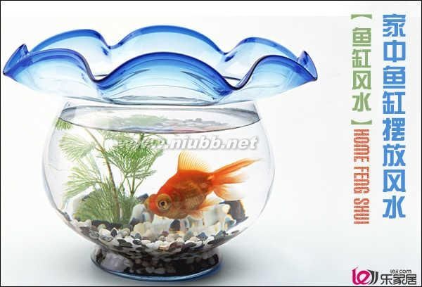 家中魚(yú)缸的擺放位置有什么講究_魚(yú)缸的擺放位置