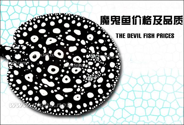 魟魚價(jià)格及品質(zhì)大全詳解_魟魚