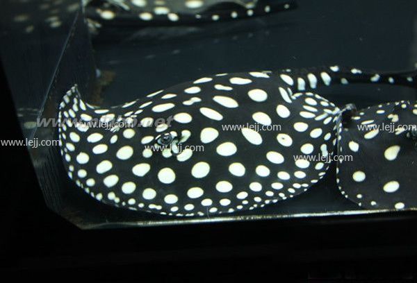 魟魚價(jià)格及品質(zhì)大全詳解_魟魚