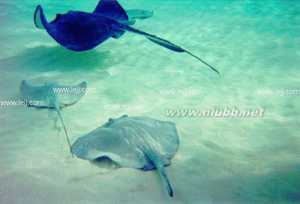 魟魚價(jià)格及品質(zhì)大全詳解_魟魚