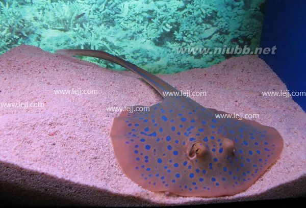 魟魚價(jià)格及品質(zhì)大全詳解_魟魚