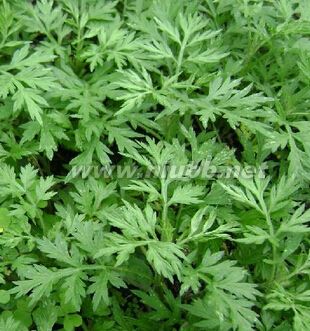 月經不調怎么調理 艾草是“女人草”_月經不調