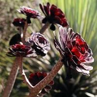黑色花卉，黑色魅力