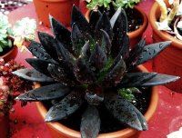 黑色花卉，黑色魅力