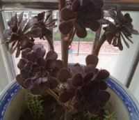 黑色花卉，黑色魅力