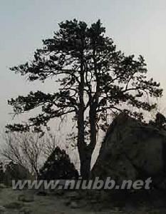 鷲峰森林公園：鷲峰森林公園-簡介，鷲峰森林公園-歷史概括_鷲峰