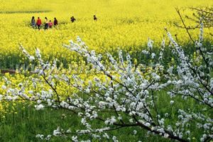 踏春：踏春-概述，踏春-詞語釋義_踏春