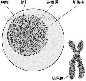 先天性卵巢發(fā)育不全:先天性卵巢發(fā)育不全-概述,先天性卵巢發(fā)育不全-簡(jiǎn)介_特納綜合征