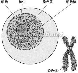 先天性卵巢發(fā)育不全：先天性卵巢發(fā)育不全-概述，先天性卵巢發(fā)育不全-簡介_特納綜合癥