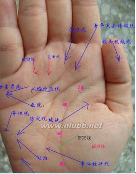手相面相觀人專(zhuān)集——標(biāo)準(zhǔn)手診圖