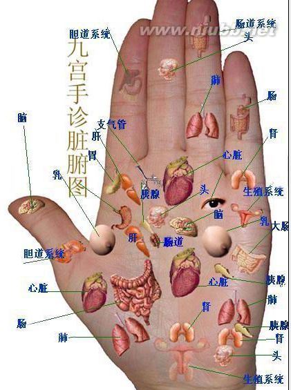 手相面相觀人專(zhuān)集——標(biāo)準(zhǔn)手診圖